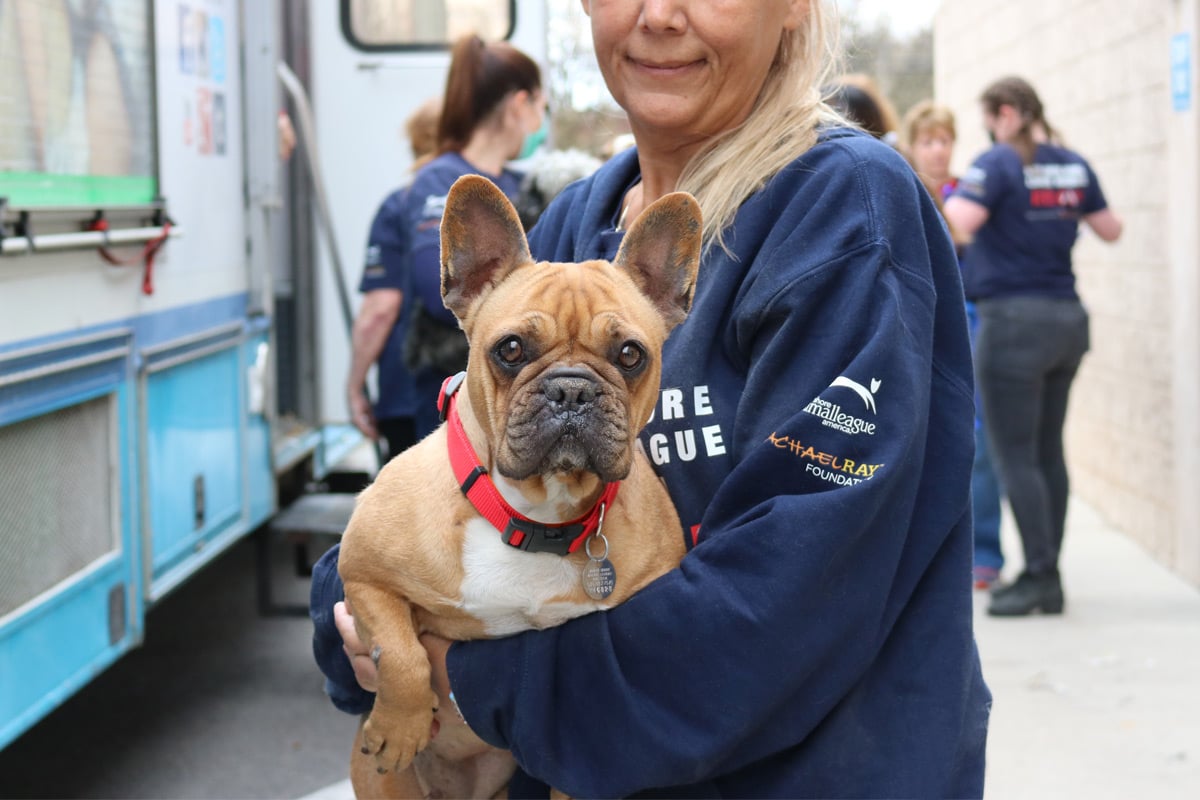 Dog Rescue: An Unseen Movement Defining Human Connection