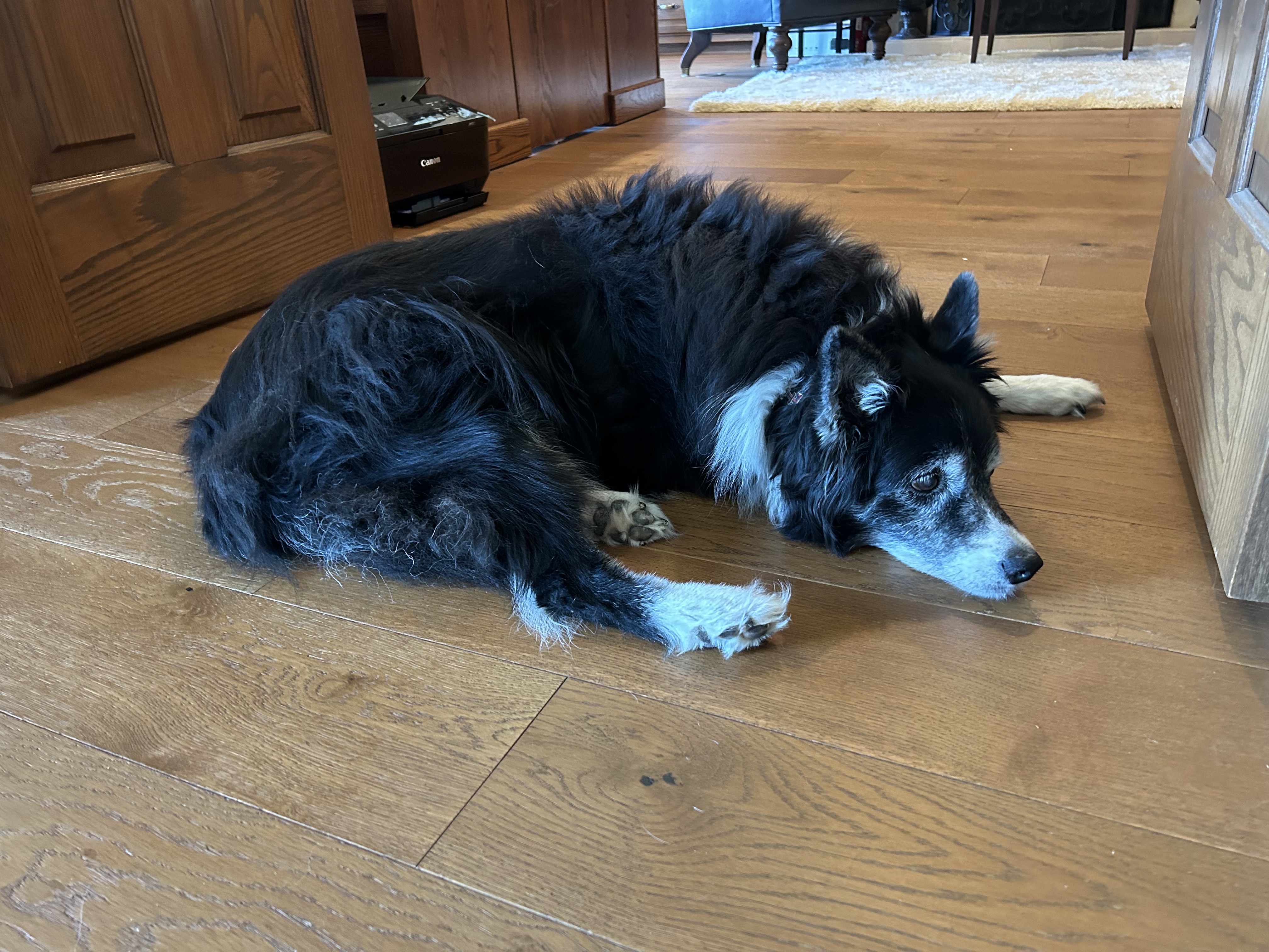 What Dogs Teach Us: Empathy, Altruism, and Life's Meaning